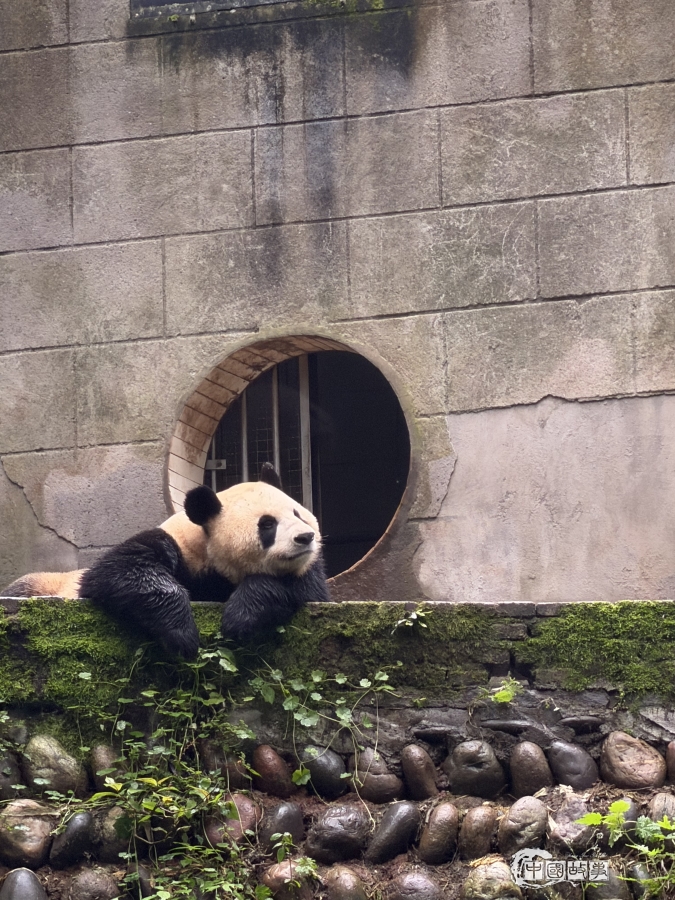 პანდების მცველების ბანაკი ჩინეთში